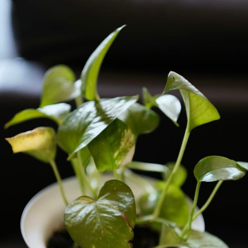 Money Plant in Ceramic Pot